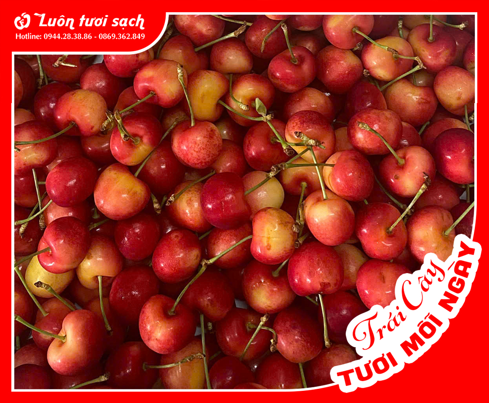 Cherry vàng Mỹ